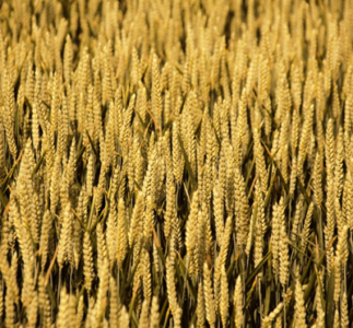Wheat and Bread: Growing, Harvesting, and Baking With Wheat Image
